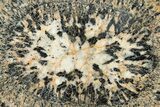 Polished Orbicular Granite Section - Western Australia #314227-1